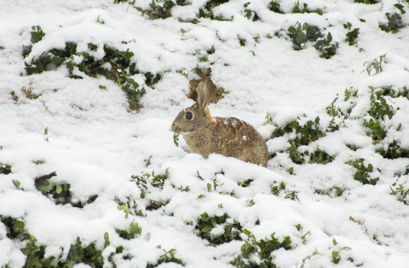 What Do Rabbits Eat in Winter? (Simple Feeding Guide)